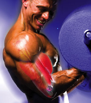 Muscle fiber illustration on Jonathan's arm while curling