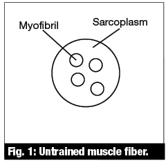 Untrained muscle fiber illustration