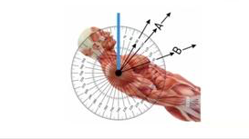 Chest angles illustration (cropped wihout text)