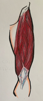Illustration of quadriceps muscle fibers