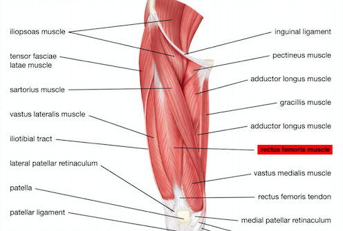 Illustration of the front thigh muscle anatomy
